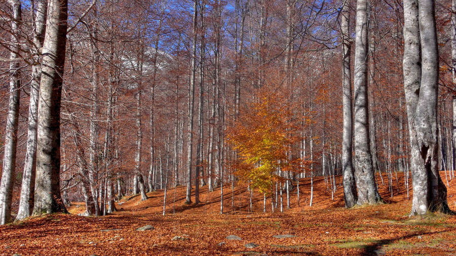 October Autumn Tree Trunks Wallpaper