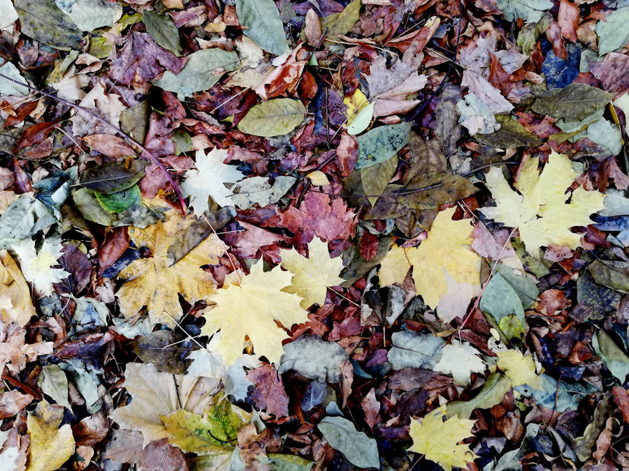 October Colorful Leaves Pile Wallpaper