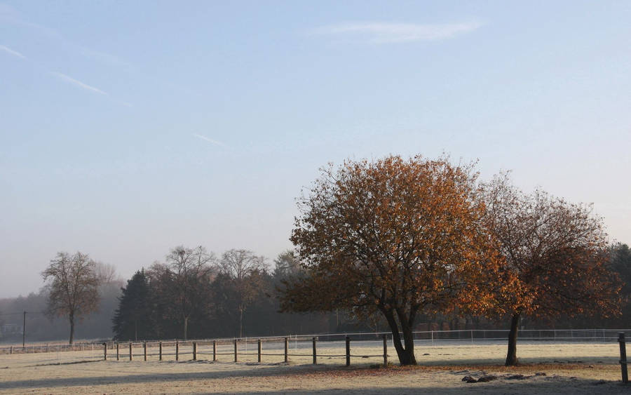 October Morning Field Trees Wallpaper