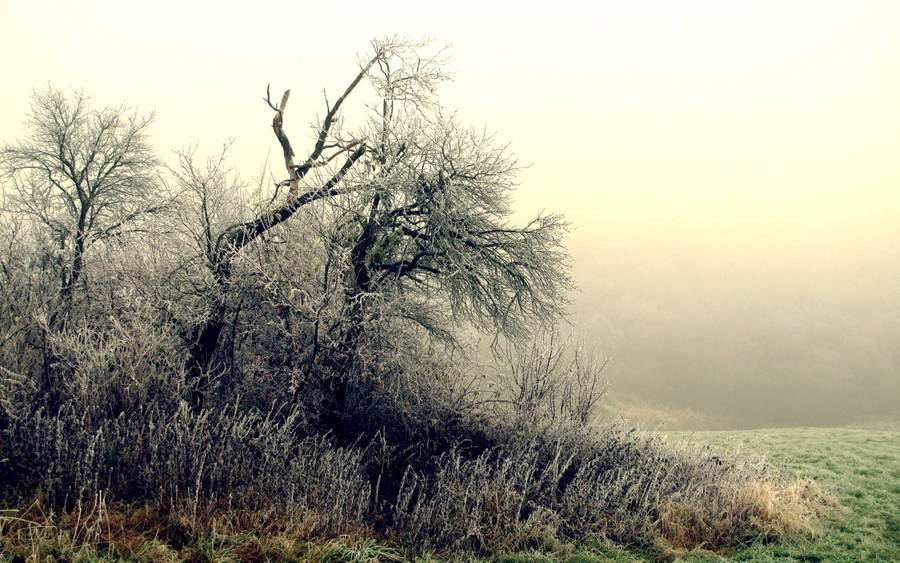 October Tree Grass Frost Wallpaper