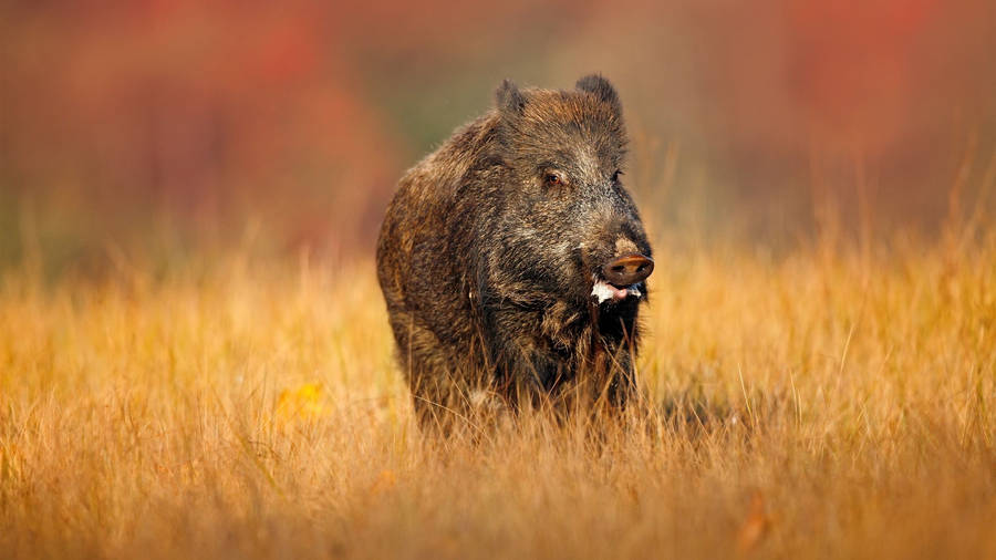 Old Wild Boar In Aesthetic Field Wallpaper