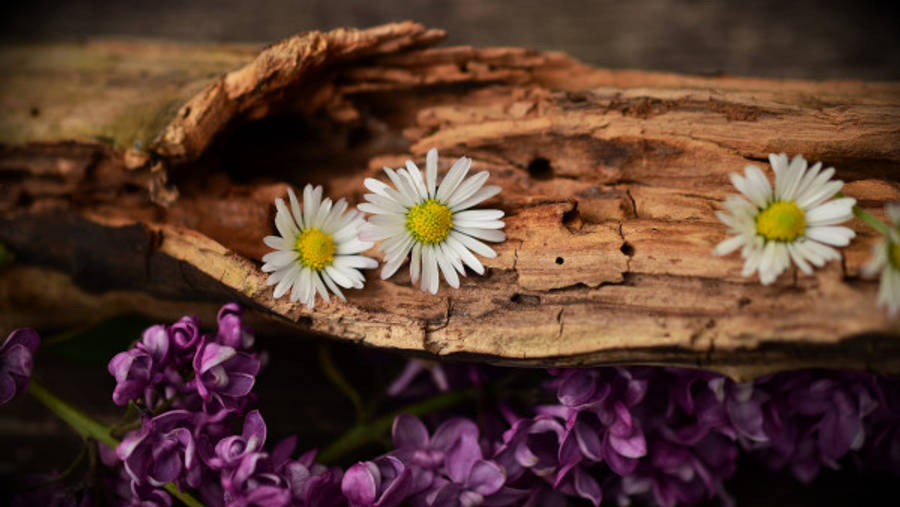 Old Wood Lilac Daisy 4k Wallpaper