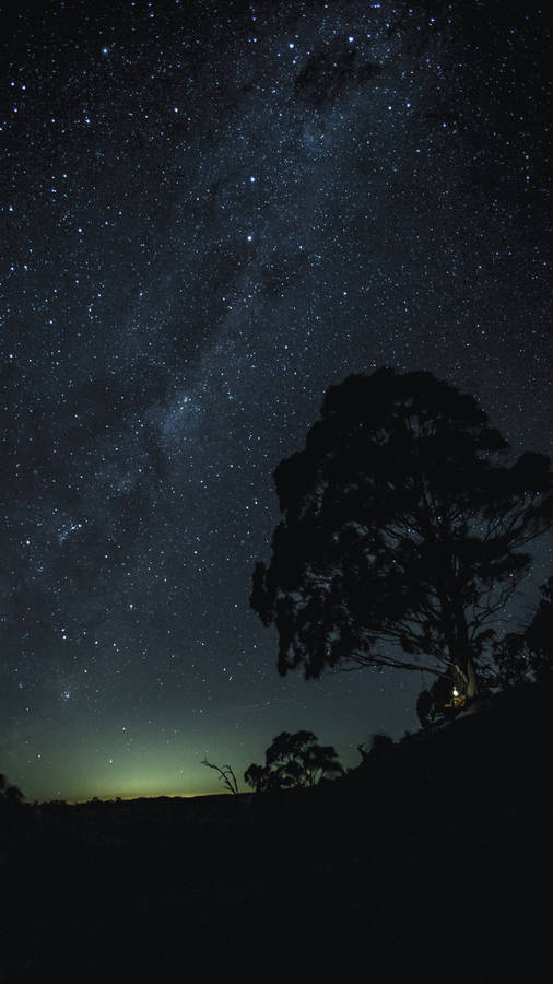 Oled 4k Starry Sky And Tree Shadow Wallpaper