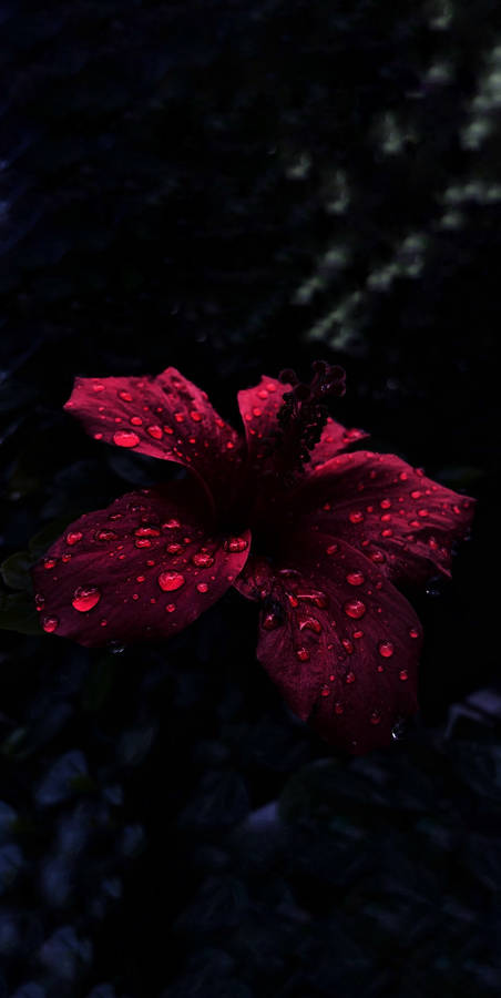 Oled Raindrops On Hibiscus Wallpaper