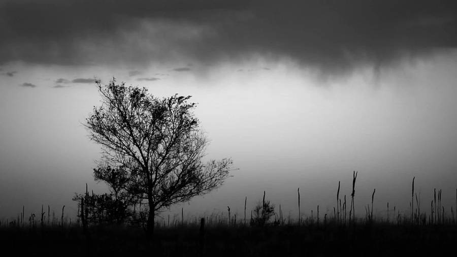 Ominous Tree During A Cloudy Day Wallpaper