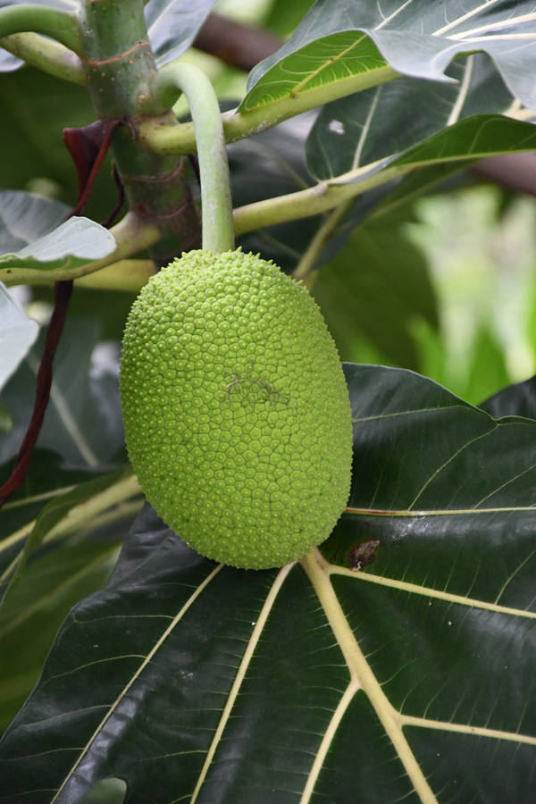 One Breadfruit Hanging Wallpaper