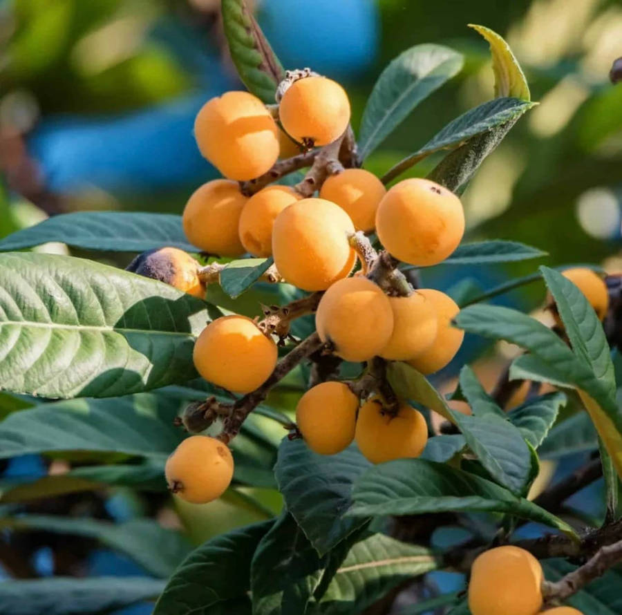 One Bundle Of Loquat Orange Fruits Wallpaper