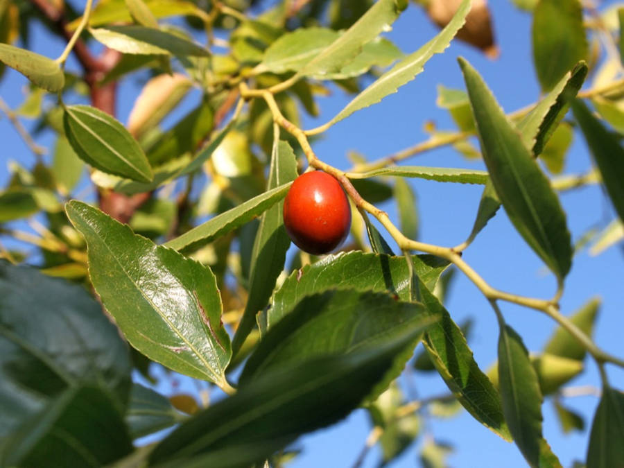 One Hanging Jujube Fruit Wallpaper