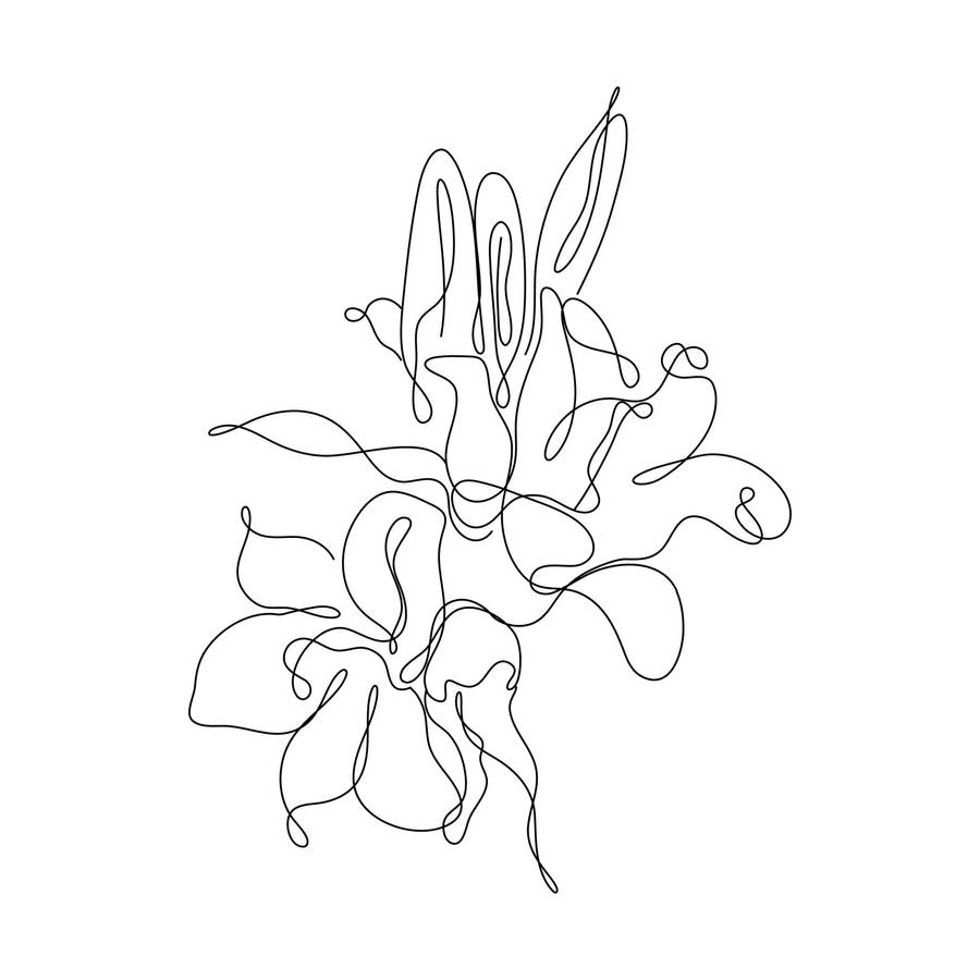 One Line Drawing Flower Petals Wallpaper