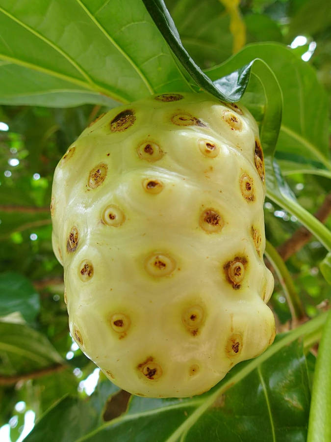 One Ripe Noni Fruit Wallpaper