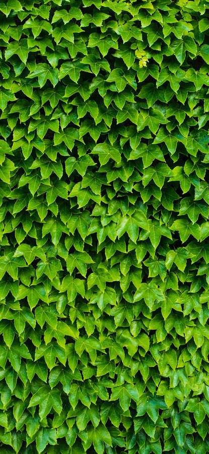 Oneplus 7 Pro Leafy Hedge Wallpaper