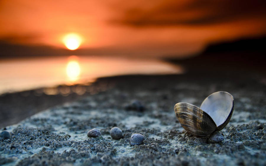 Open Shell In Beach Shore Wallpaper