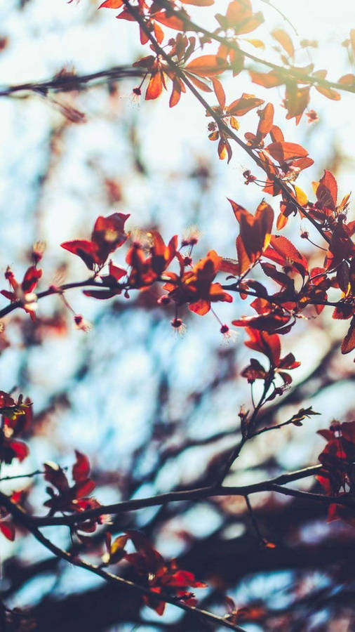 Open Sky Over Red Leaves Aesthetic Wallpaper