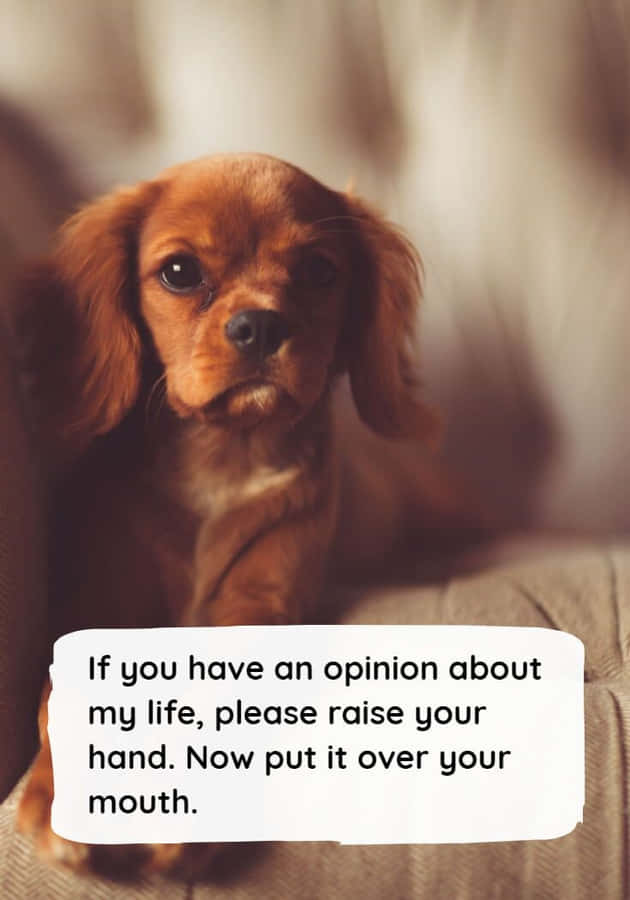 Opinionated Puppy Funny Quote.jpg Wallpaper