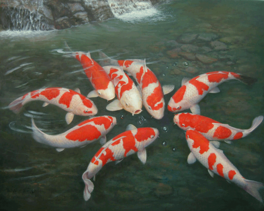 Orange And White Koi Fish Wallpaper