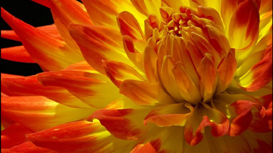 Orange And Yellow Dahlia Wallpaper