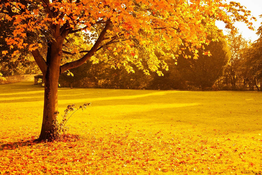 Orange And Yellow Fall Foliage Wallpaper