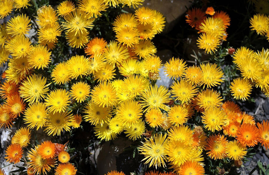 Orange And Yellow Flowers Wallpaper