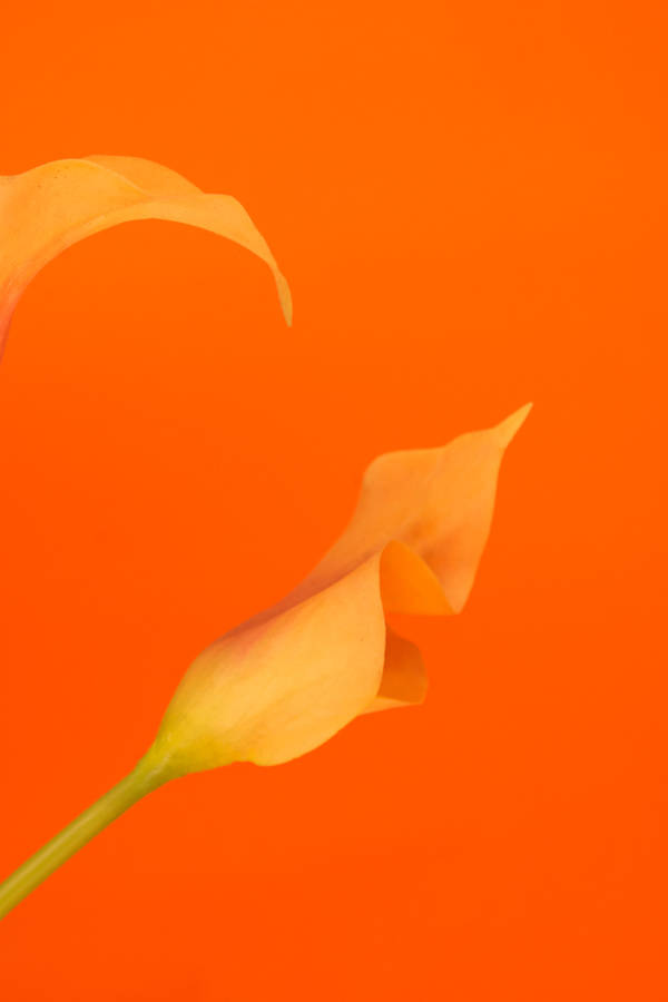 Orange And Yellow Petals Wallpaper