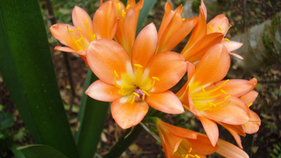 Orange Background Flowers Outside Wallpaper