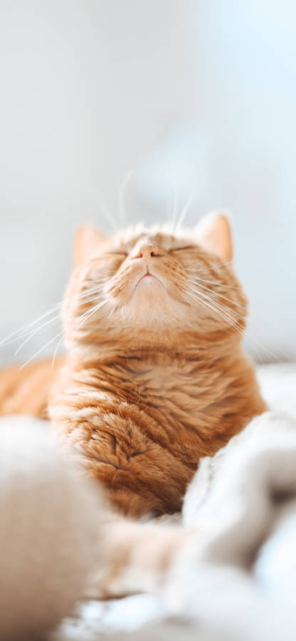 Orange Beautiful Cat In White Bed Wallpaper