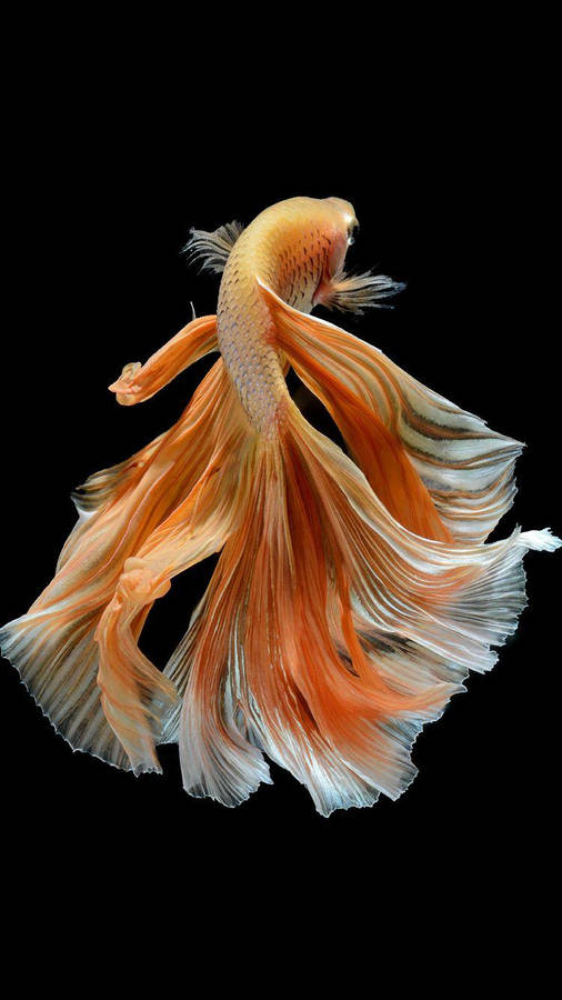 Orange Betta Fish Wallpaper