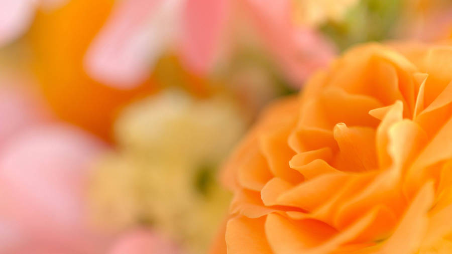 Orange Flower With Bokeh Backdrop Wallpaper