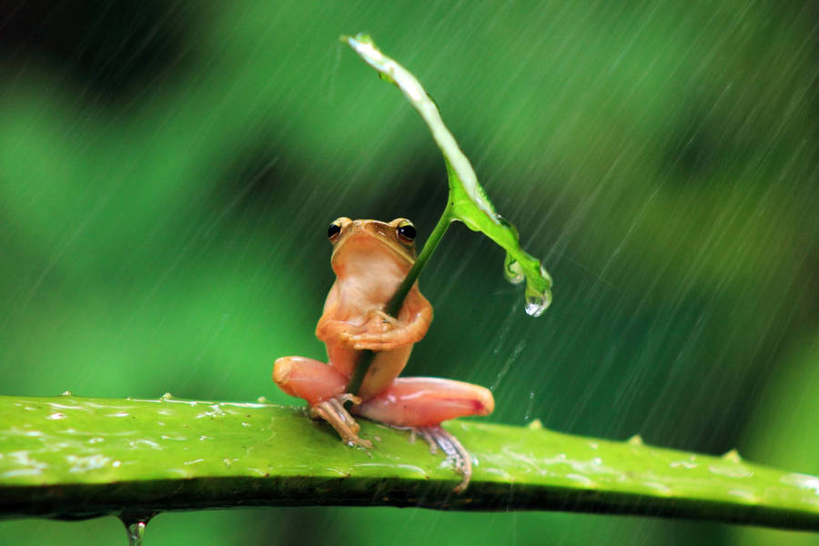 Orange Frog Most Beautiful Rain Wallpaper