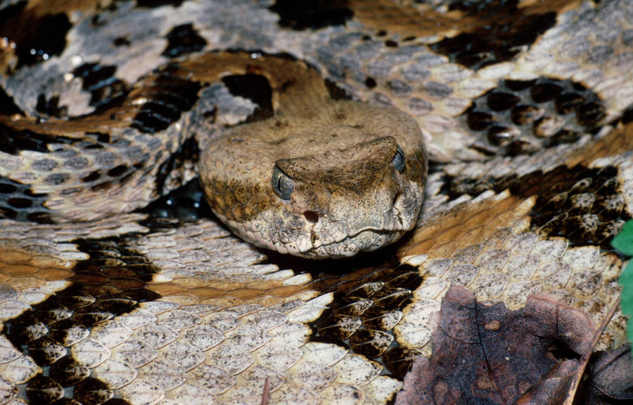 Orange Gray Timber Rattler Snake Wallpaper