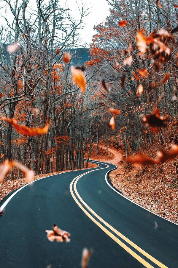 Orange Leaves And Street Fall Iphone Wallpaper