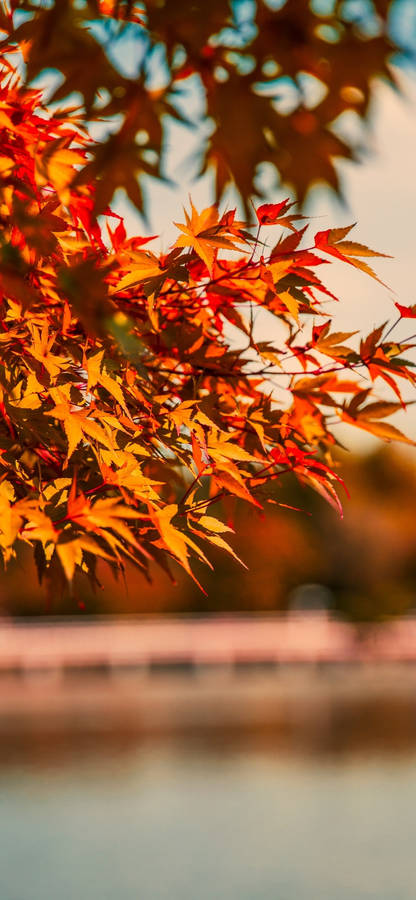 Orange Leaves Fall Iphone Wallpaper