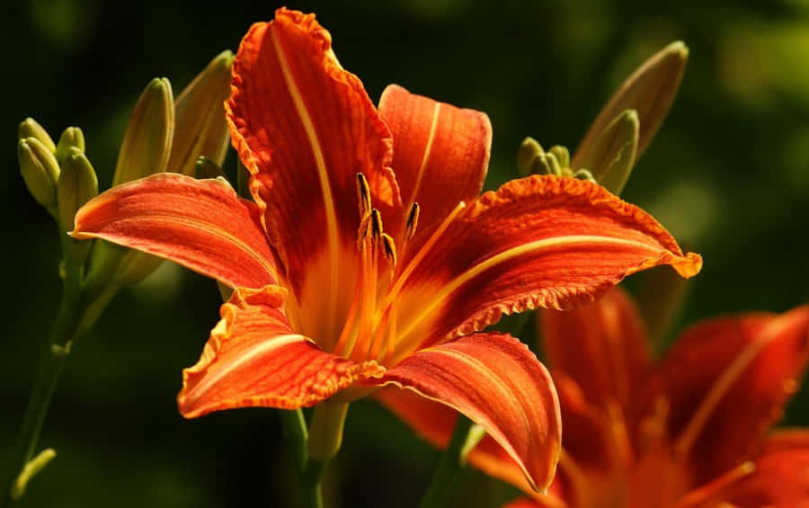 Orange Lily Flower Daylight Wallpaper