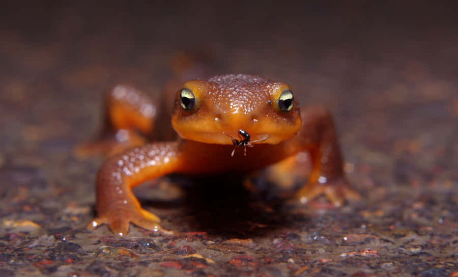 Orange Newt Closeup Wallpaper