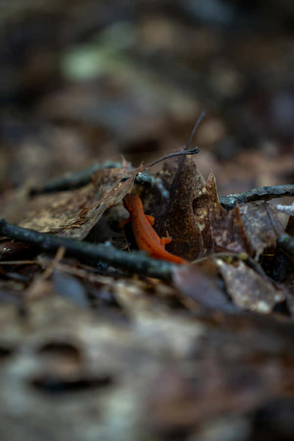 Orange Newtin Forest Floor Wallpaper