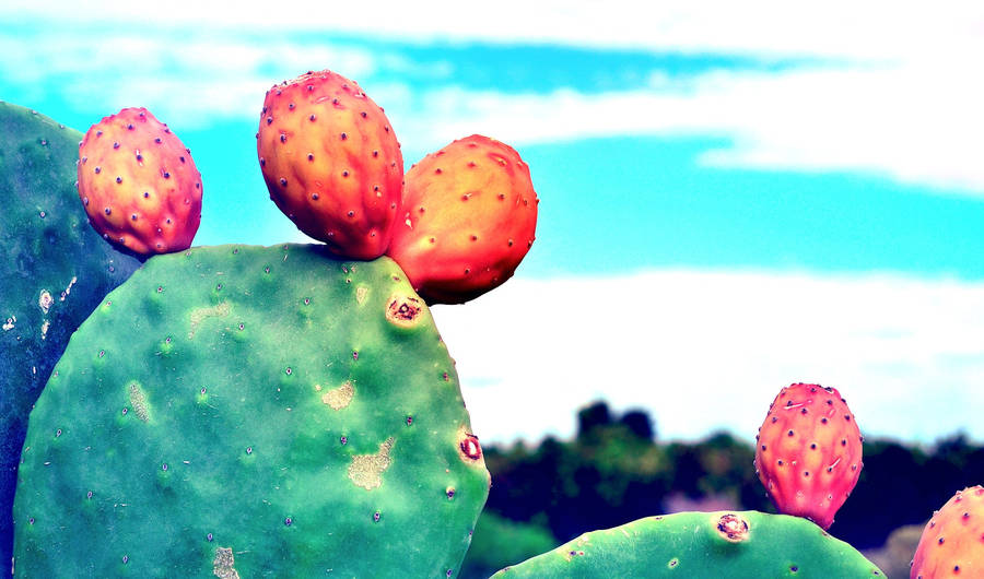 Orange Prickly Pear Wallpaper