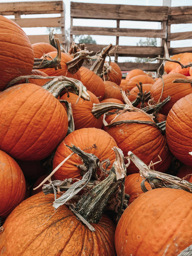 Orange Pumpkin Crates Wallpaper