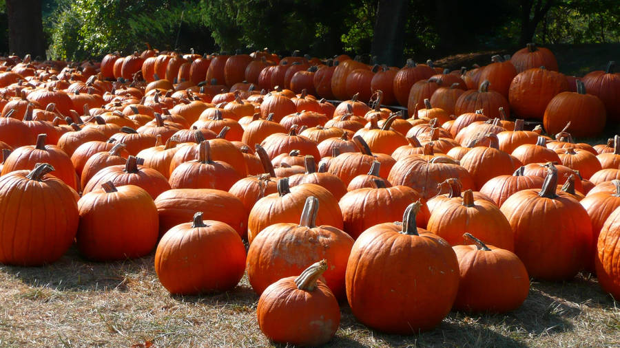 Orange Pumpkin Patch Wallpaper