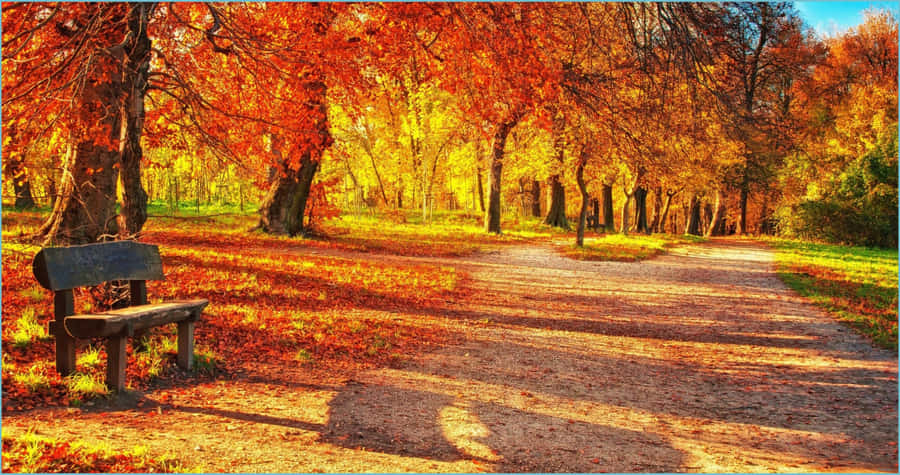 Orange, Red And Yellow Leaves On A Sunny Autumn Day Wallpaper