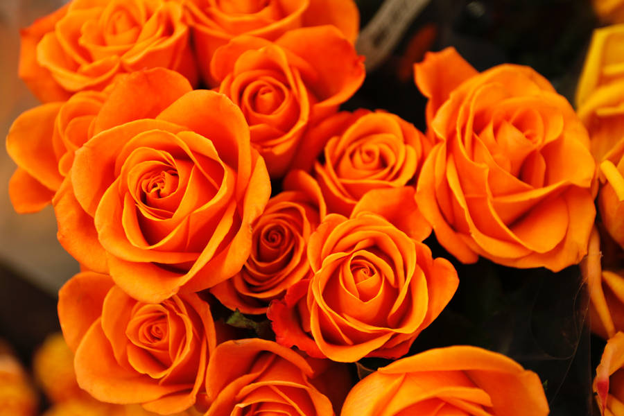 Orange Roses Full Screen 4k Flowers Wallpaper