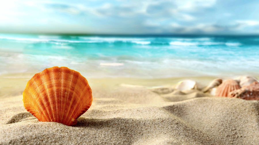 Orange Shell On Beach Shore Wallpaper