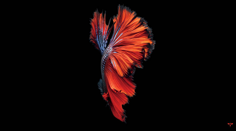 Orange Siamese Fighting Fish Black Mac Wallpaper