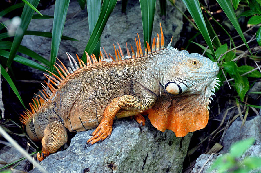 Orange Spiked Iguanaon Rock.jpg Wallpaper