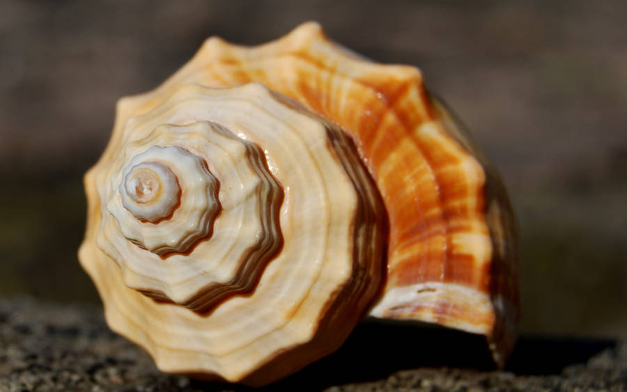 Orange Spiral Shell Wallpaper