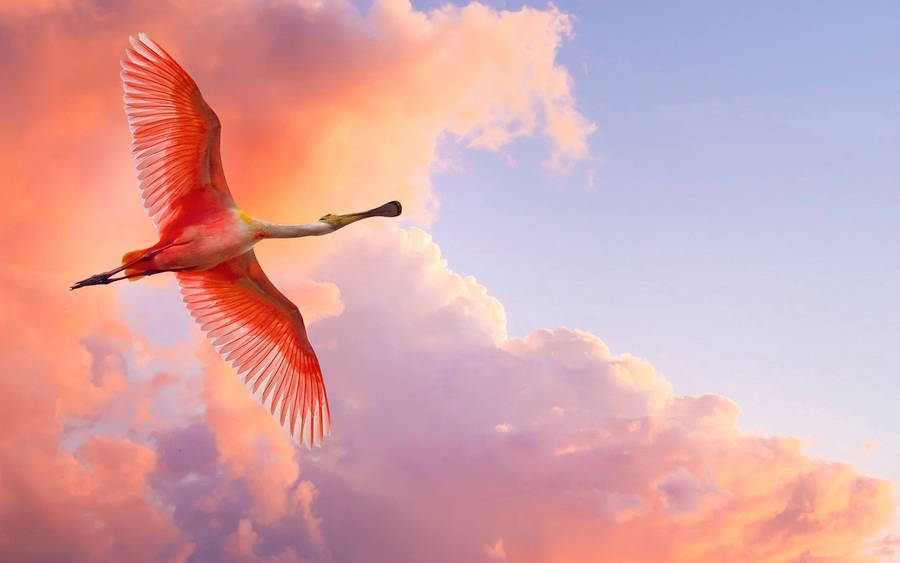 Orange Spoonbill Bird Flamingo Wallpaper