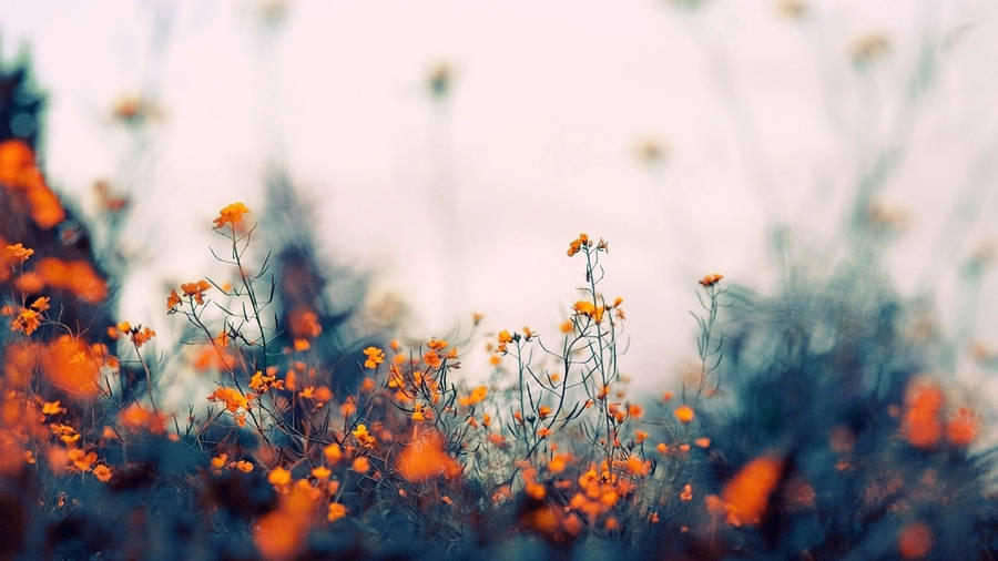 Orange Tiny Flowers Aesthetic Wallpaper