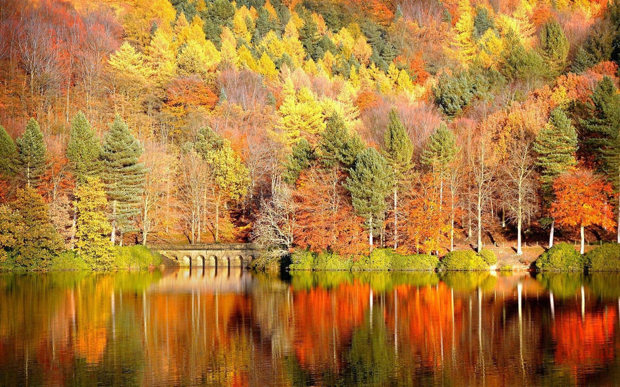 Orange Trees Beautiful Autumn Desktop Wallpaper