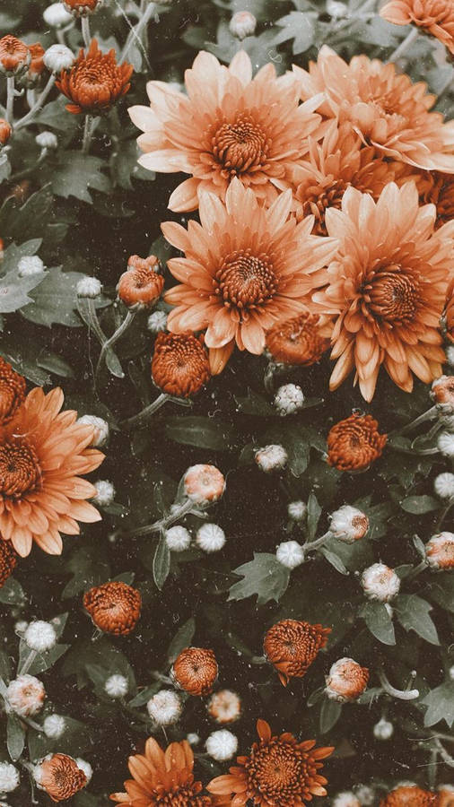 Orange Vintage Flower Aesthetic Chrysanthemums Wallpaper