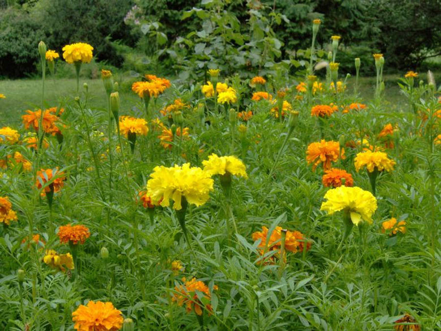 Orange Yellow Blooms Flower Garden Wallpaper