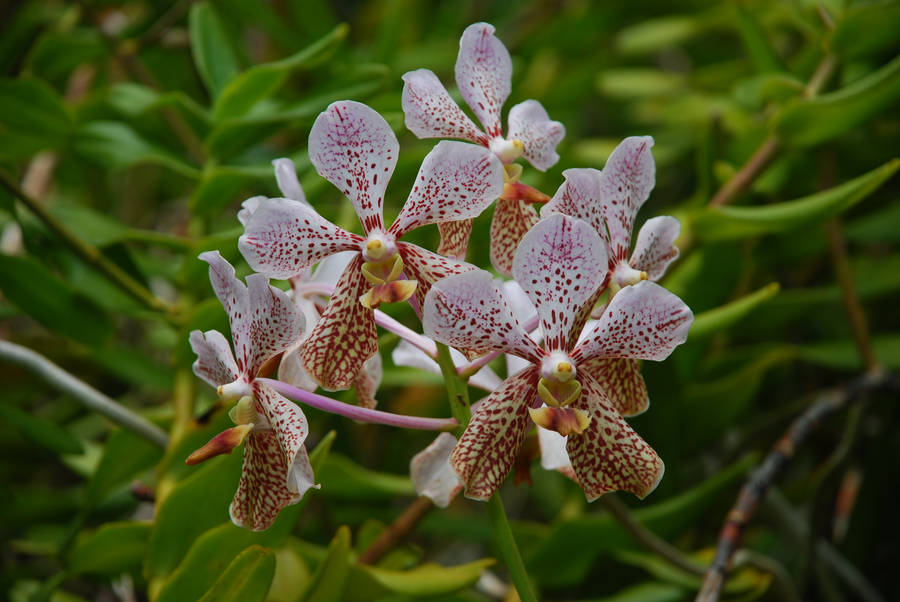 Orchid Antigua And Barbuda Wallpaper