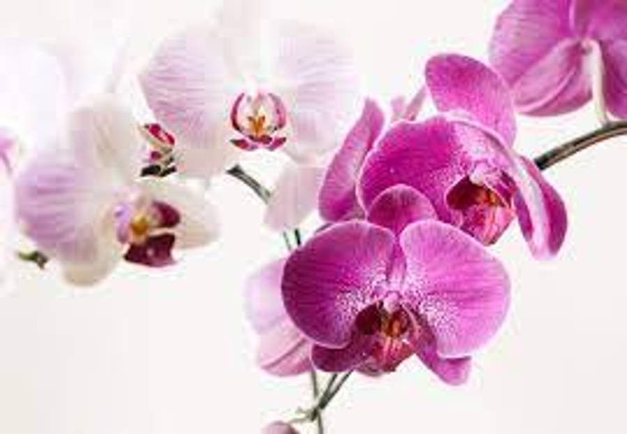 Orchid Flowers Snapshot Wallpaper